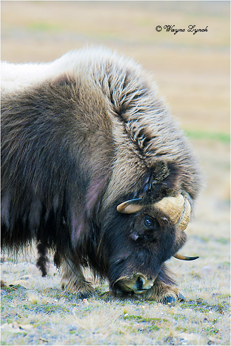 Muskoxen Bull Threat Display 142 by Dr. Wayne Lynch &copy;